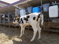 Bull, Holstein breed — photo 3