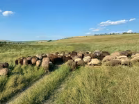 母羊, Sheep — 照片 4
