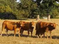 Kuh, Limousin-Kuh — Foto 2