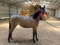 母马, Rocky Mountain Horse — 照片 8