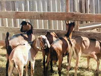 बकरा, Nubian Goat — फ़ोटो 5