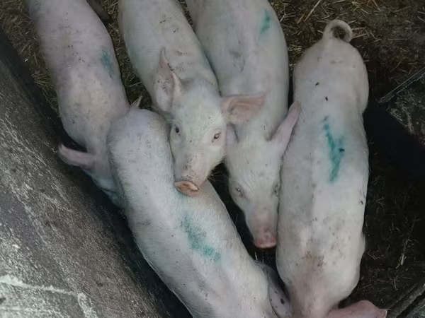 母猪, Pigs