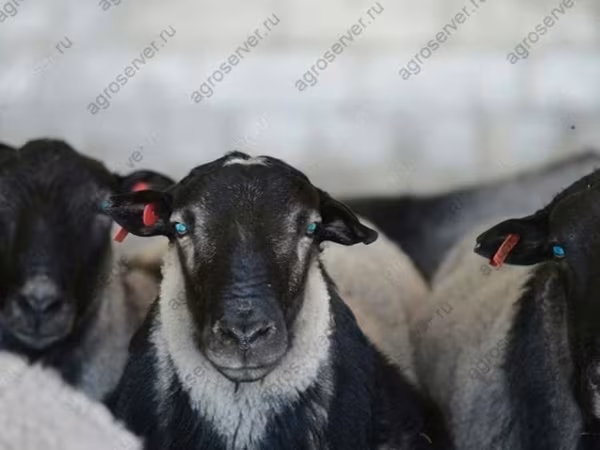 Ram, Dorper sheep