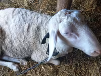 كبش, Awassi sheep — الصورة 3