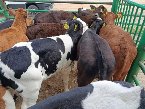 母牛, Limousin cow