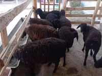 Schaf, Tajik sheep — Foto 2
