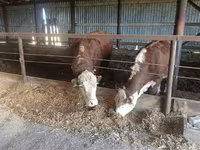 Toro, Russian Black pied cattle — foto 2