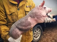 公猪, Pigs — 照片 5