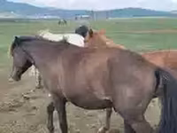 Caballo, Caballos — foto 4