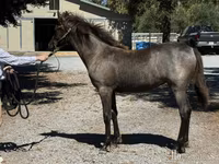 母马, Rocky Mountain Horse — 照片 2