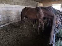 Caballo, Caballos — foto 2