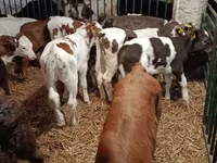 गाय, लिमोज़िन गाय — फ़ोटो 5
