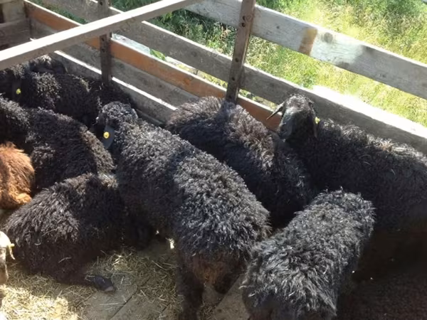 公羊, Edilbay sheep