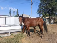 母马, Thoroughbred horse — 照片 5