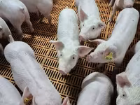 公猪, Pigs — 照片 2