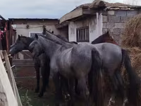 公马, Horse breed — 照片 1