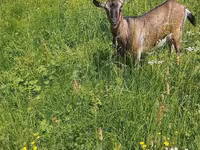 Goat, Goats — photo 1