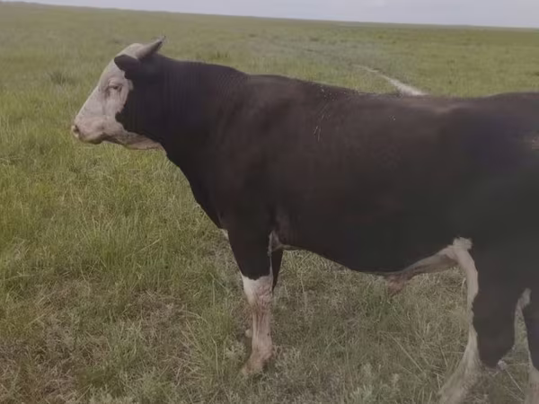 सांड, Russian Black pied cattle