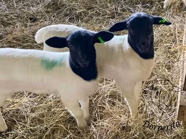 Dorper sheep