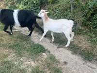 Billy Goat, Goats — photo 4