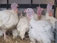 Geese — الصورة 2