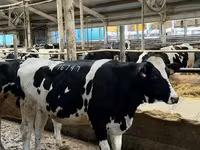 Cow, Holstein breed — photo 2