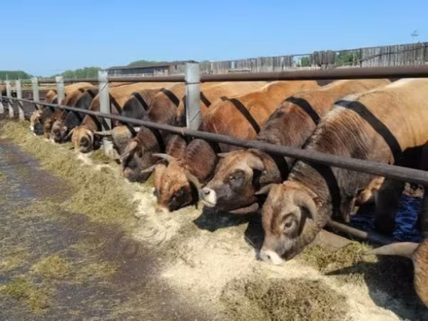母牛, Aubrac cattle