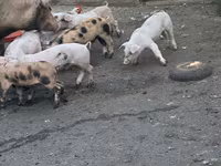 母猪, Pigs — 照片 3
