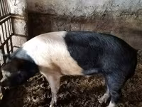 नर सूअर, Белорусская чёрно-пёстрая — फ़ोटो 1