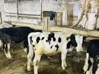 公牛, Cattle — 照片 2