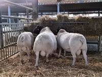 公羊, Dorper sheep — 照片 4
