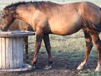 Horse (M), Vladimir heavy draft — photo 6
