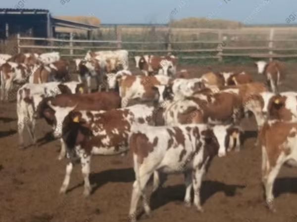 Vaca, Ganado vacuno