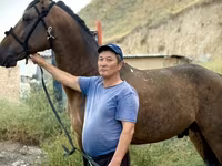 公马, French Trotter — 照片 4