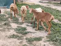 Schaf, Arashan sheep — Foto 3