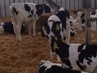 Bull, Cattle — photo 2