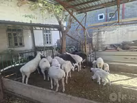 Sheep, Sheep — photo 3
