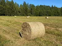 Сено в рулонах — Foto 2