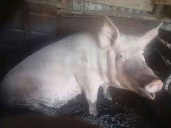 Säue, Schweine