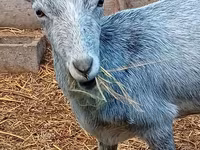 Ziege, Saanen goat — Foto 1