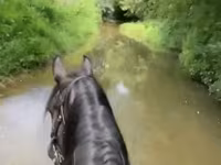 母马, Przewalski's horse — 照片 3