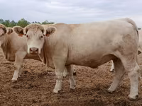 母牛, Charolais cattle — 照片 4