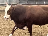 公牛, Aberdeen-Angus — 照片 3