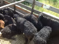 公羊, Edilbay sheep — 照片 1
