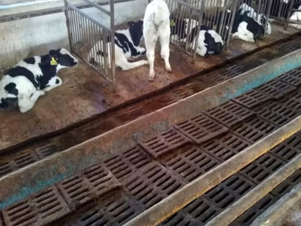 公牛, Holstein breed