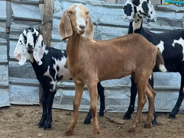 Cabra, Nubian Goat — Kirguistán