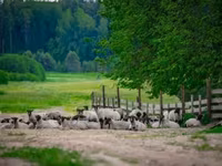 公羊, Romanov sheep — 照片 1