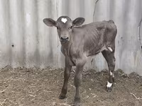 Bulle, Swiss cattle — Foto 1