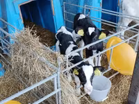 Bull, Cattle — photo 6
