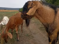 Cabro, Cabras — foto 1